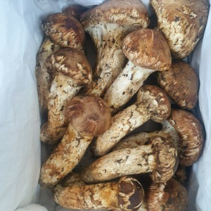 봉화송이향기 생송이버섯(개산품4) 1kg